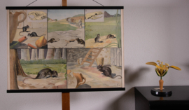 Muis en rat