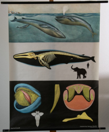 Walvis