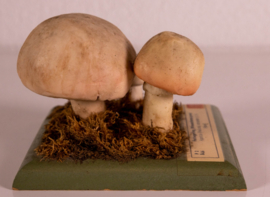 Agaricus (Psalliota) Compester