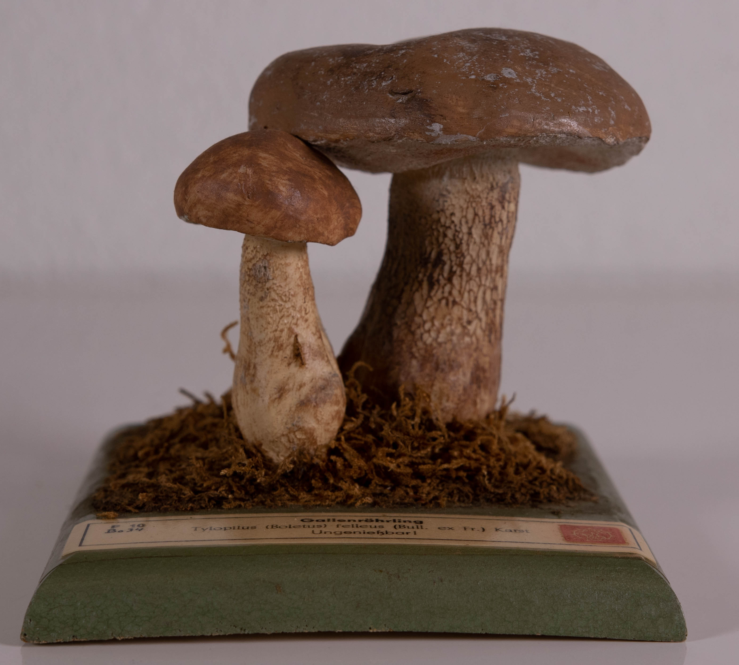 Tylopilus Boletus Felleus