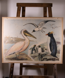 Pelikaan pinguin kokmeeuw