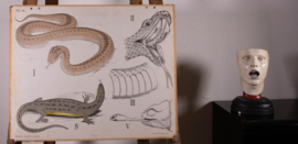 Slang hagedis kameleon