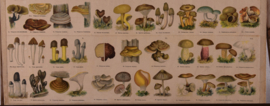 Paddenstoelen Vergiftige soorten