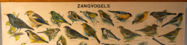 Zangvogels