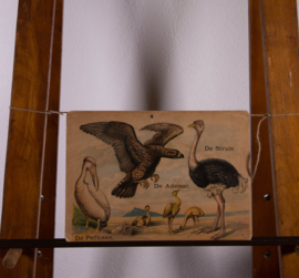 Pelikaan,de Adelaar en de Struis