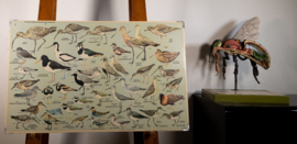 Strandlopers en weidevogels