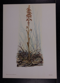 6  Plaatjes Botanisch