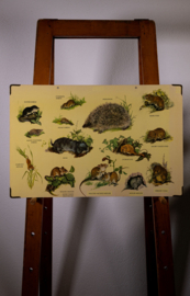 Muis Egel