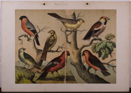 Schreiber Pestvogel, Beflijster, Goudvink en Appelvink