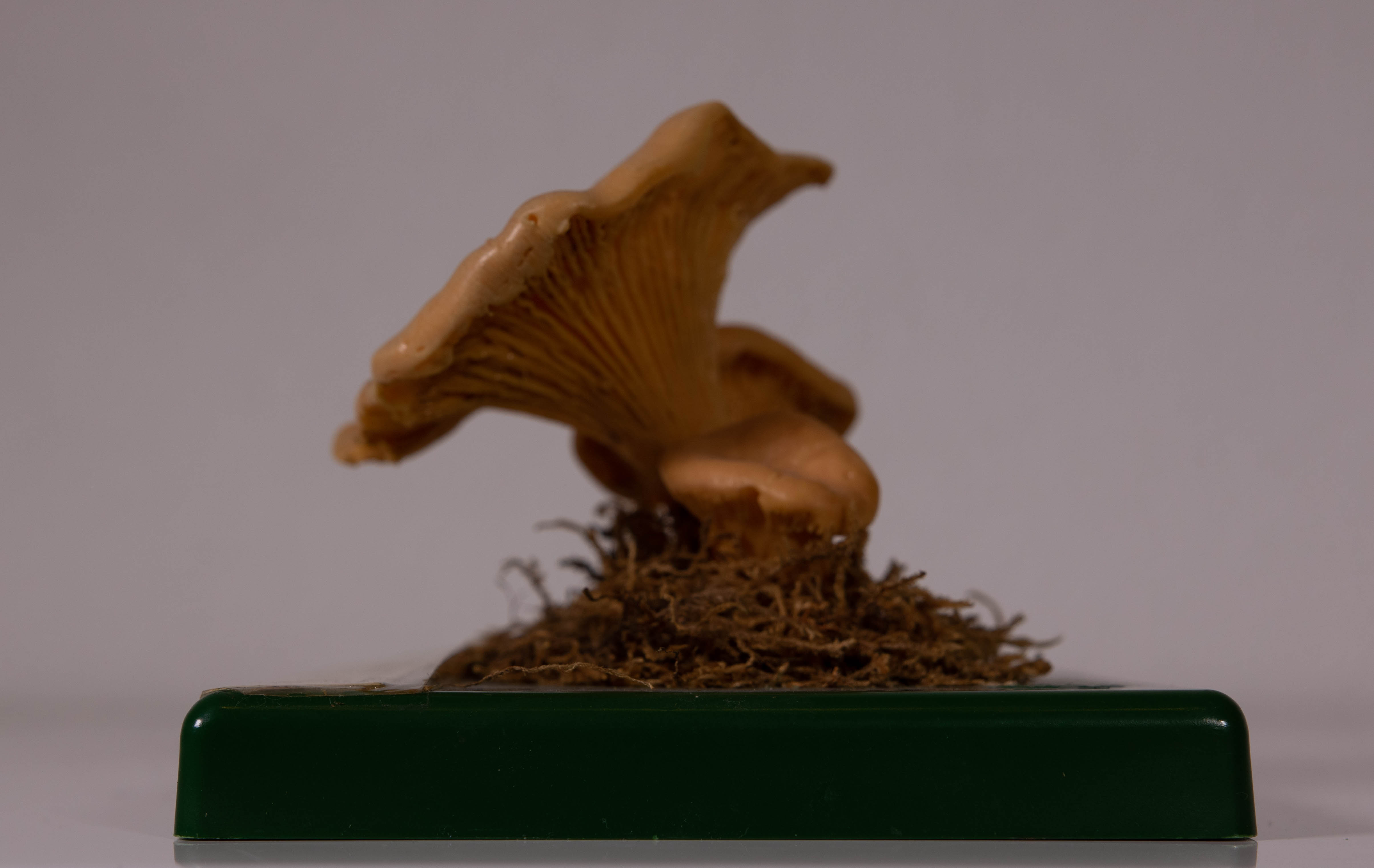 Cantharellus Cibarius