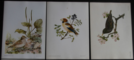 Beschermde vogels