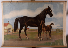 Paard en veulen