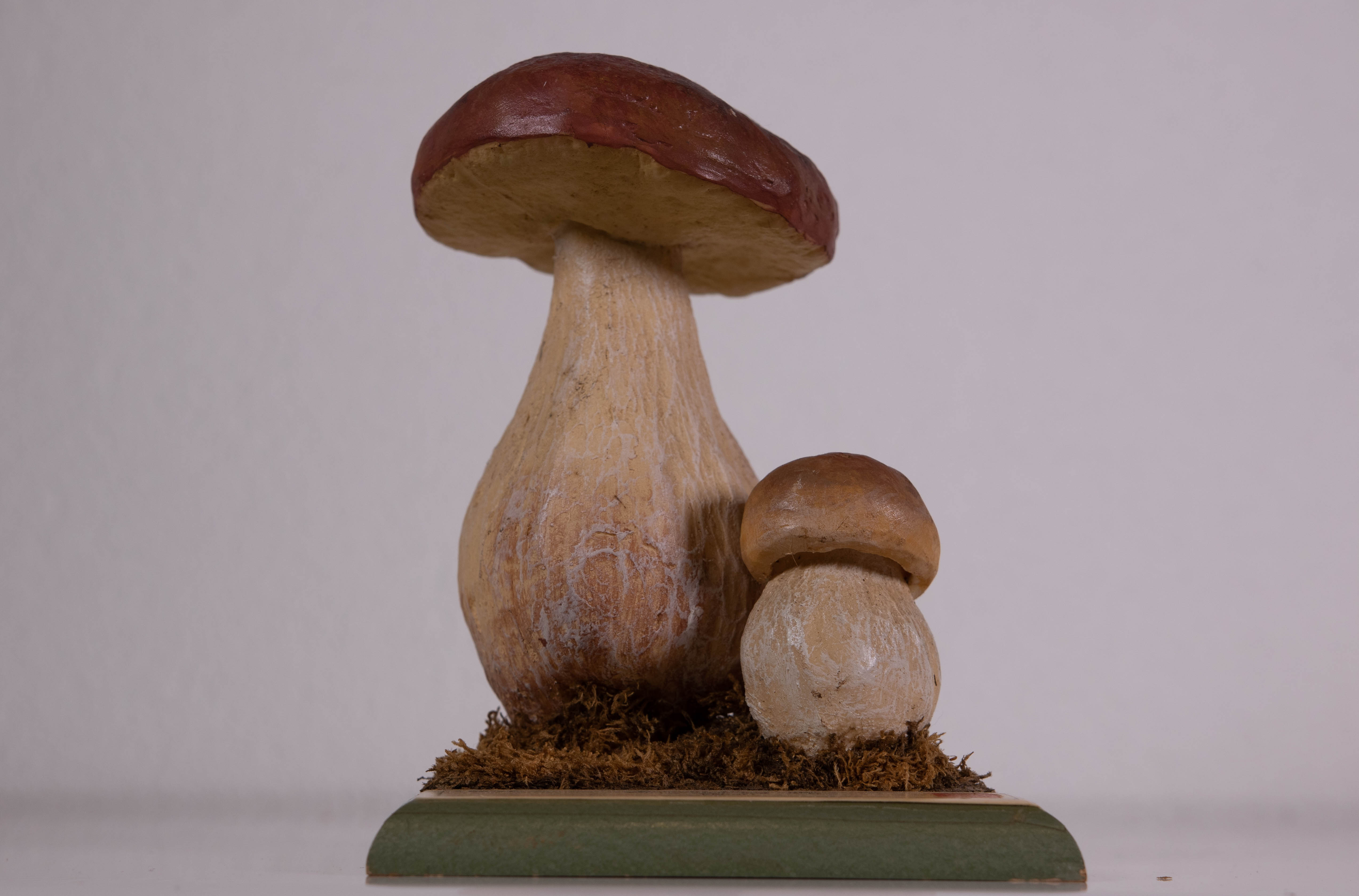 Boletus Edulis Bull