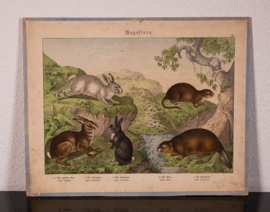 Schreiber  Haas Konijn