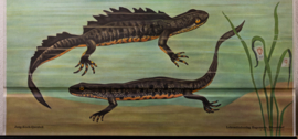 Vuur en Kamsalamander