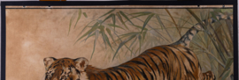Tijger