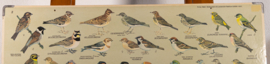 Zangvogels 2
