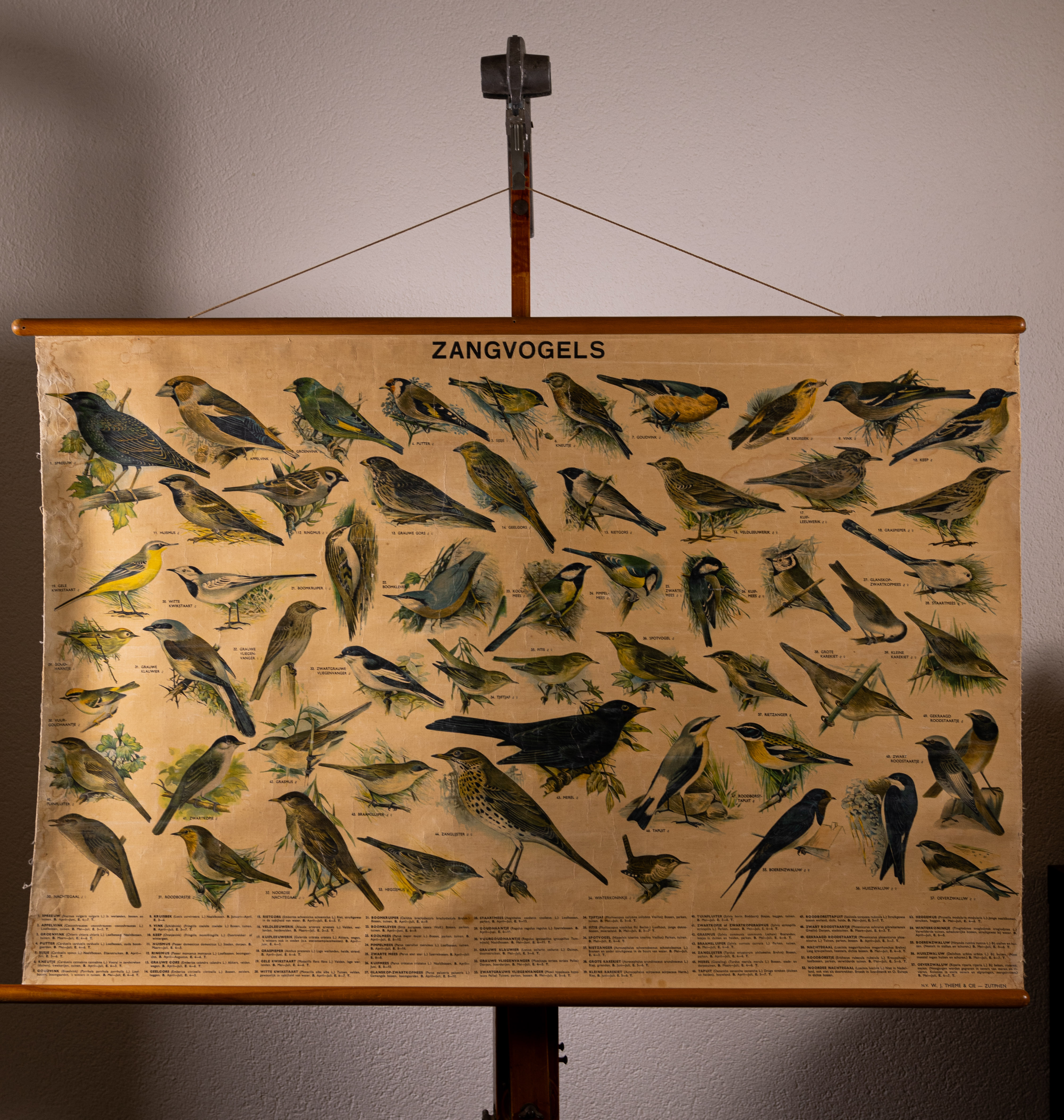 Zangvogels
