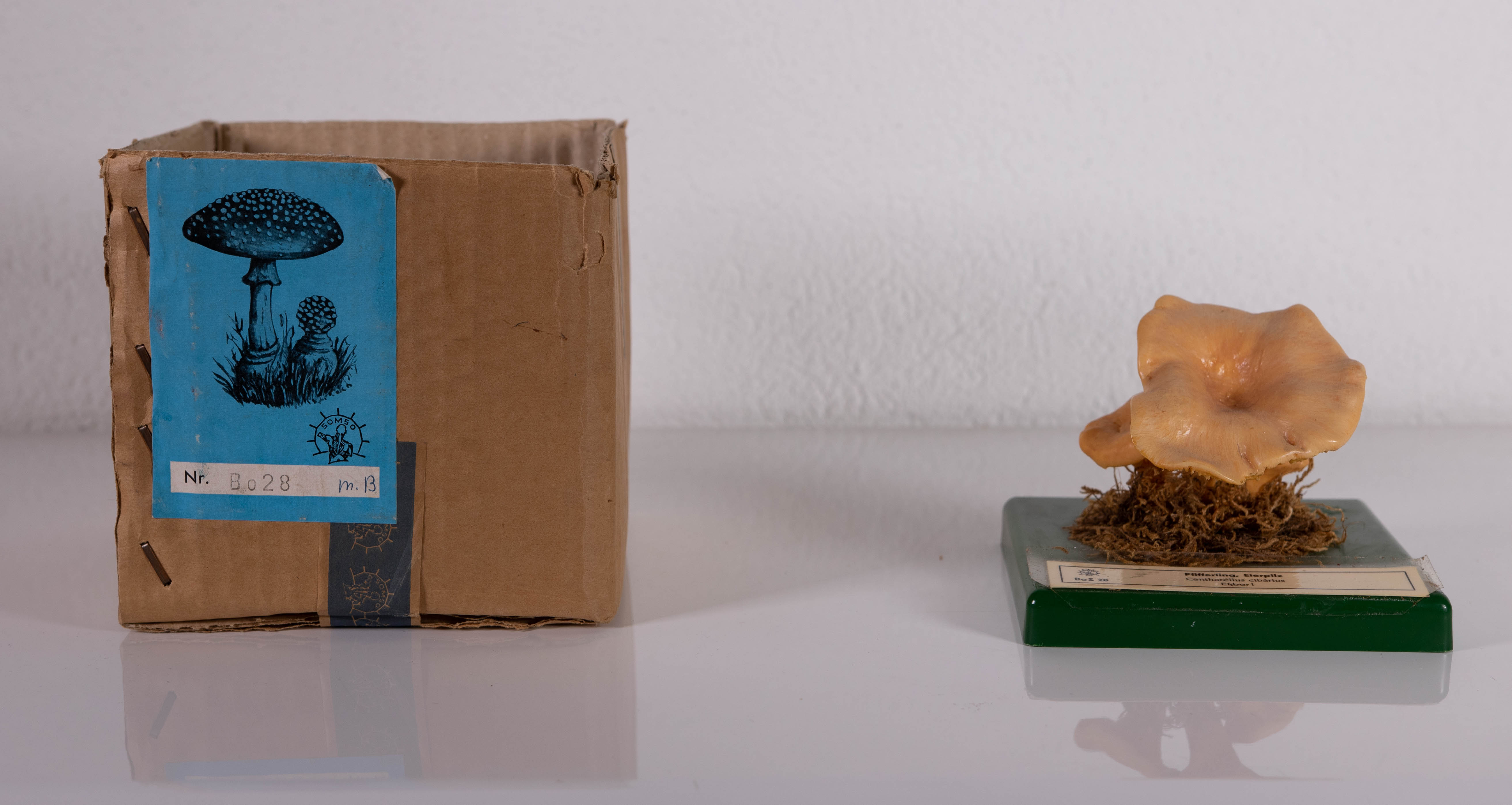 Cantharellus Cibarius