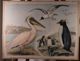 Pelikaan pinguin kokmeeuw