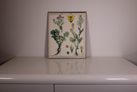 Botanisch  2