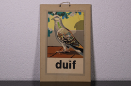 16 Duif