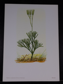 6 Plaatjes Botanisch