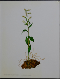 3 Schoolplaatjes    Botanisch  8