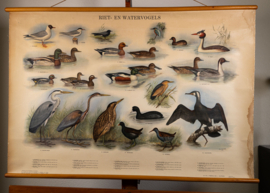 Riet en watervogels