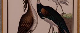 Vogelplaatje 5 Litho