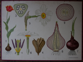 Tulp Narcis
