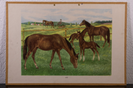 Paarden