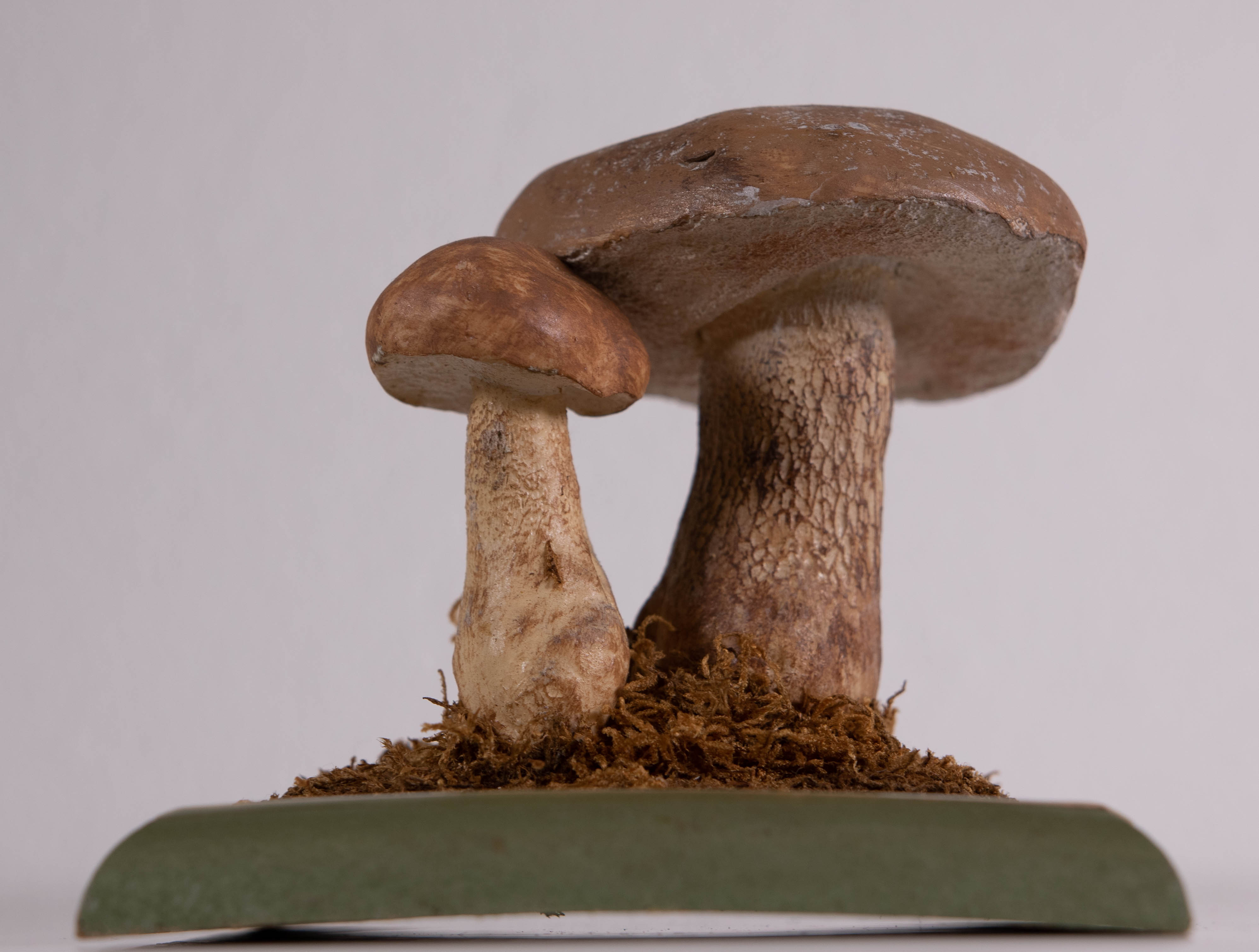 Tylopilus Boletus Felleus