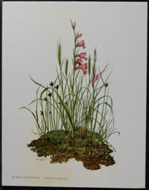 4 Schoolplaatjes    Botanisch  6
