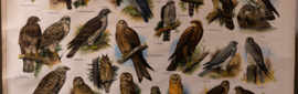 Dagroofvogels en uilen