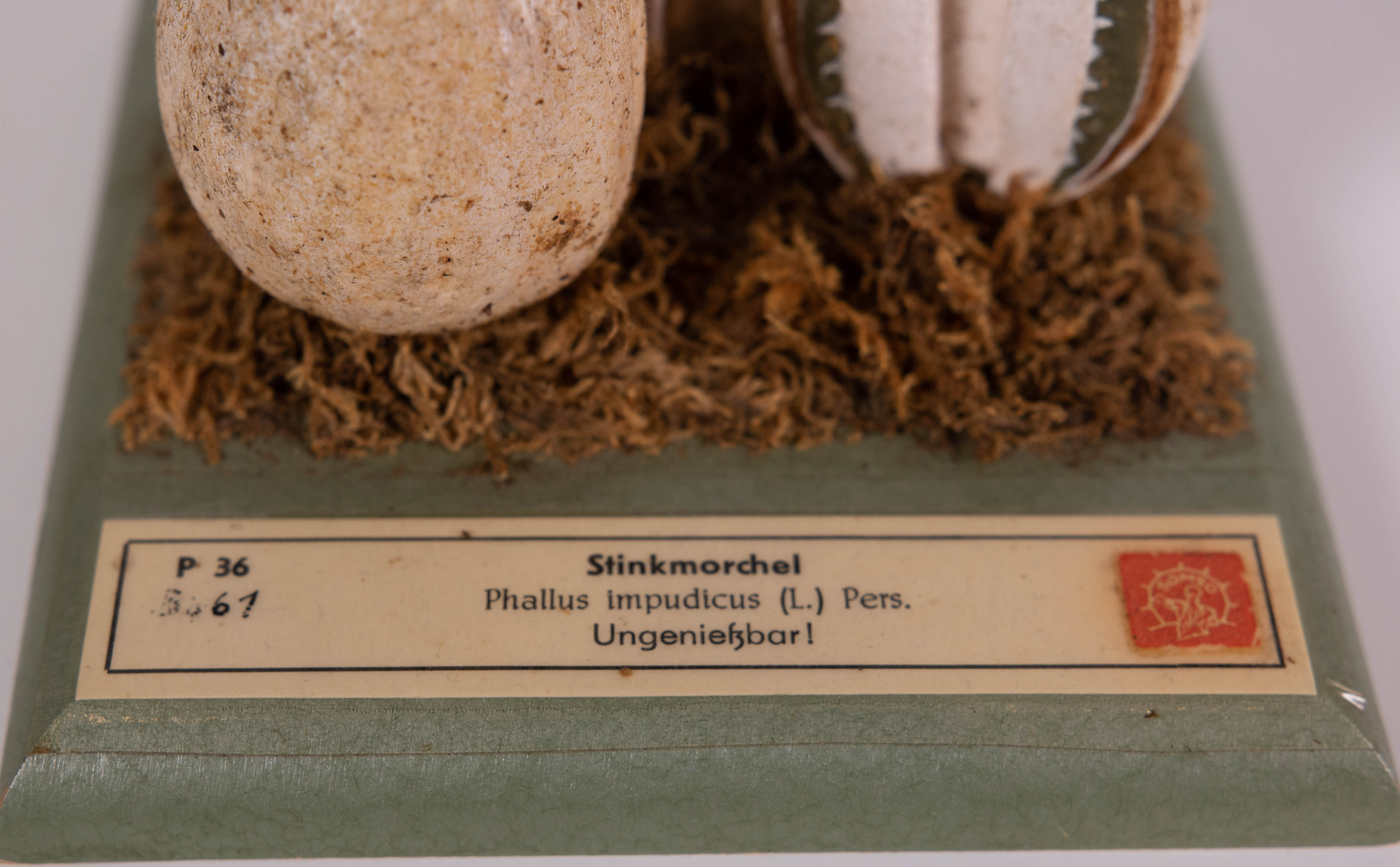 Phallus Impudicus