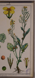 Botanisch  2