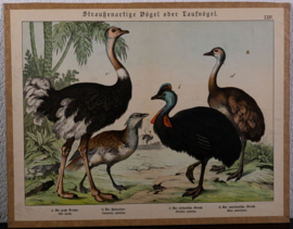 Schreiber Struisvogel en Grote Trap