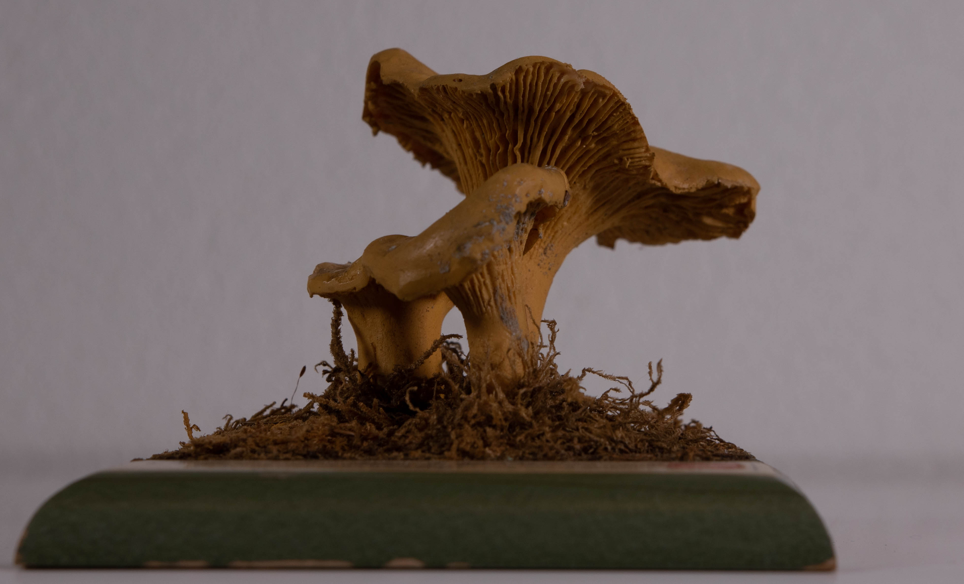 Cantharellus Cibarius