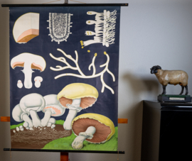 Champignon Litho