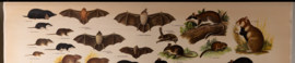 Kleine zoogdieren