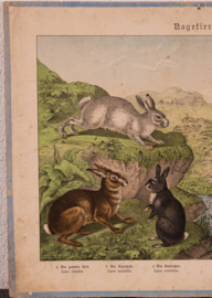 Schreiber  Haas Konijn