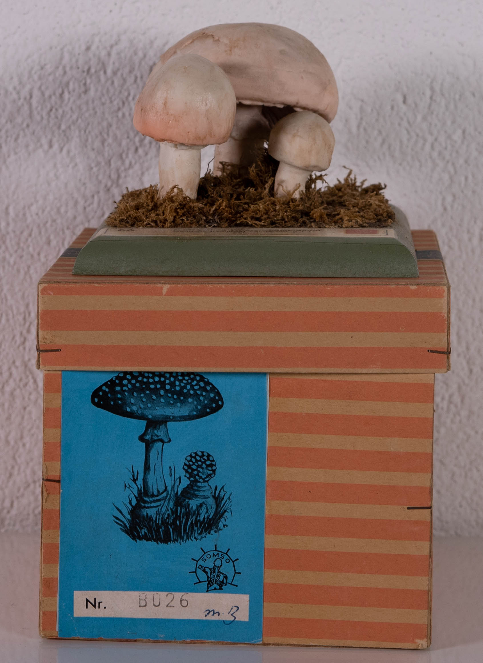 Agaricus (Psalliota) Compester