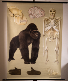 Gorilla