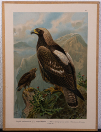 Keizerarend  Litho