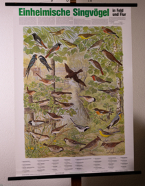 Zangvogels oa Roodborst en Zwaluw
