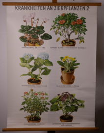 Ziekten aan sierplanten