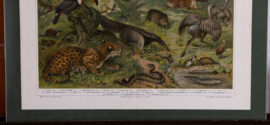 Neotropische Fauna