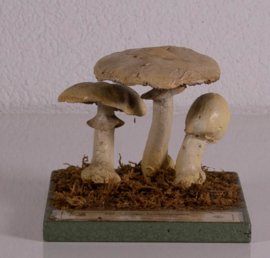 Agaricus Silvicola Vittadini