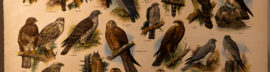 Dagroofvogels en uilen